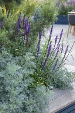 Powis Castle Artemisia - 5 Pack Of Quart Pots -Garden Plant Shop artemisia powis castle 4 1