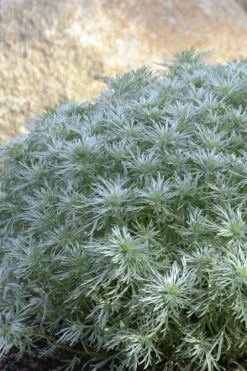 Silver Mound Artemisia - 1 Gallon Pot -Garden Plant Shop artemisia schmidtiana silver mound 4 1