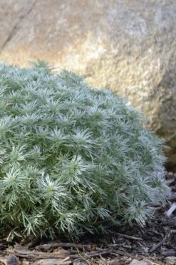 Silver Mound Artemisia - 1 Gallon Pot -Garden Plant Shop artemisia schmidtiana silver mound 5 1