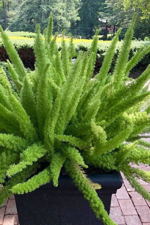 Foxtail Fern (Asparagus Densiflorus) - 1 Gallon Pot 7 Foxtail Fern (Asparagus Densiflorus) - 1 Gallon Pot - Image 7