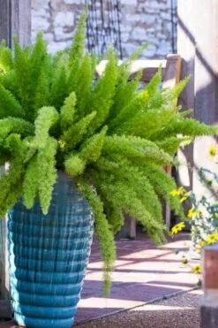 Foxtail Fern (Asparagus Densiflorus) - 1 Gallon Pot