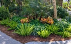 Foxtail Fern (Asparagus Densiflorus) - 1 Gallon Pot 11 Foxtail Fern (Asparagus Densiflorus) - 1 Gallon Pot -Garden Plant Shop asparagus aethiopicus foxtail fern 5