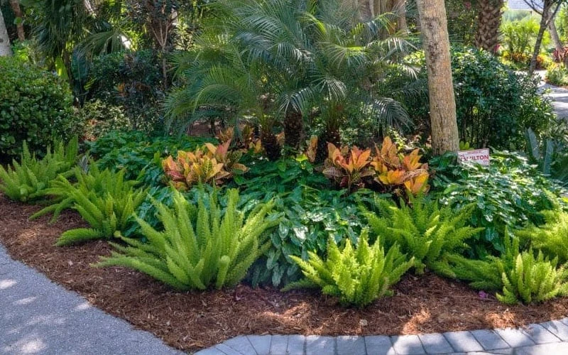 Foxtail Fern (Asparagus Densiflorus) - 1 Gallon Pot 4 Foxtail Fern (Asparagus Densiflorus) - 1 Gallon Pot - Image 4