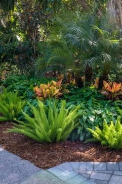 Foxtail Fern (Asparagus Densiflorus) - 1 Gallon Pot 13 Foxtail Fern (Asparagus Densiflorus) - 1 Gallon Pot -Garden Plant Shop asparagus aethiopicus foxtail fern 6