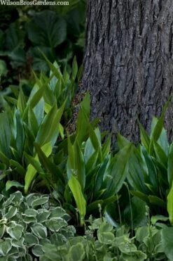 Tiny Tank Dwarf Cast Iron Plant - 3 Gallon Pot -Garden Plant Shop aspidistra elatior tiny tank dwarf cast iron plant 4