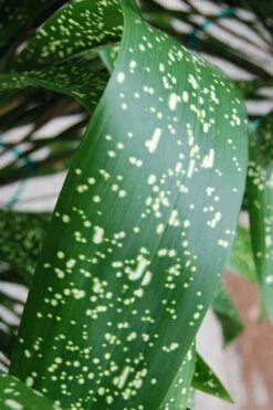 Spek-tacular Cast Iron Plant - 3 Gallon Pot -Garden Plant Shop aspidistra spek tacular cast iron plant 103