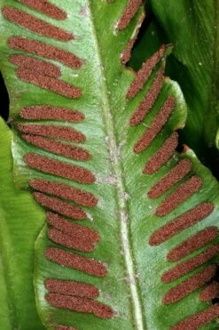 Hart's Tongue Fern (Asplenium Scolopendrium) - 1 Gallon Pot -Garden Plant Shop asplenium scolopendrium harts tongue fern 2
