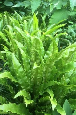 Hart's Tongue Fern (Asplenium Scolopendrium) - 1 Gallon Pot -Garden Plant Shop asplenium scolopendrium harts tongue fern 3