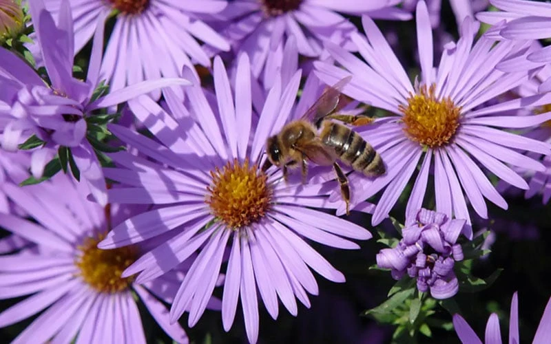Raydon's Favorite Aromatic Aster (Aster Oblongifolius) - 1 Gallon Pot 9 Raydon's Favorite Aromatic Aster (Aster Oblongifolius) - 1 Gallon Pot - Image 9
