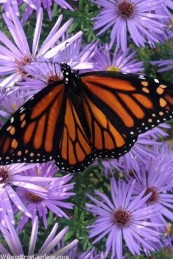 Raydon's Favorite Aromatic Aster (Aster Oblongifolius) - 1 Gallon Pot 13 Raydon's Favorite Aromatic Aster (Aster Oblongifolius) - 1 Gallon Pot -Garden Plant Shop aster oblongifolium raydons favorite 11