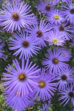 Raydon's Favorite Aromatic Aster (Aster Oblongifolius) - 1 Gallon Pot 15 Raydon's Favorite Aromatic Aster (Aster Oblongifolius) - 1 Gallon Pot -Garden Plant Shop aster oblongifolium raydons favorite 4