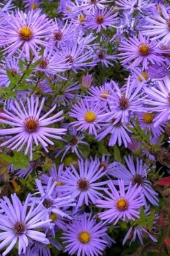 Raydon's Favorite Aromatic Aster (Aster Oblongifolius) - 1 Gallon Pot 16 Raydon's Favorite Aromatic Aster (Aster Oblongifolius) - 1 Gallon Pot -Garden Plant Shop aster oblongifolium raydons favorite 7