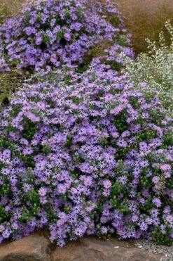 Raydon's Favorite Aromatic Aster (Aster Oblongifolius) - 1 Gallon Pot 12 Raydon's Favorite Aromatic Aster (Aster Oblongifolius) - 1 Gallon Pot -Garden Plant Shop aster oblongifolium raydons favorite 8