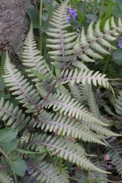 Japanese Painted Fern - 6 Pack Of 1 Gallon Pots -Garden Plant Shop athyrium niponicum pictum japanese painted fern 103 2