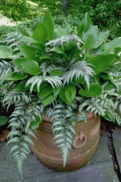 Japanese Painted Fern - 5 Pack Of Quart Pots 13 Japanese Painted Fern - 5 Pack Of Quart Pots -Garden Plant Shop athyrium niponicum pictum japanese painted fern 104