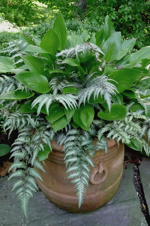 Japanese Painted Fern - 5 Pack Of Quart Pots 4 Japanese Painted Fern - 5 Pack Of Quart Pots - Image 4
