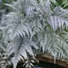Japanese Painted Fern - 6 Pack Of 1 Gallon Pots