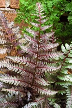 Regal Red Japanese Painted Fern - 5 Pack Of Quart Pots -Garden Plant Shop athyrium pictum regal red japanese painted fern 11 2