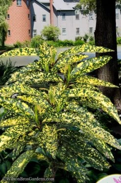 Hosoba Hoshifu Variegated Aucuba (Japanese Laurel) - 3 Gallon Pot -Garden Plant Shop aucuba hosoba hoshifu11