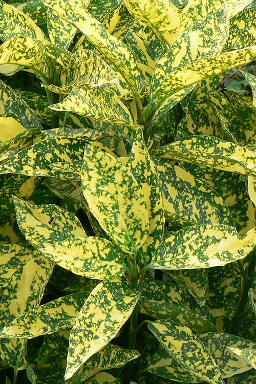 Marmorata Aucuba (Japanese Laurel) - 3 Gallon Pot 1 Marmorata Aucuba (Japanese Laurel) - 3 Gallon Pot
