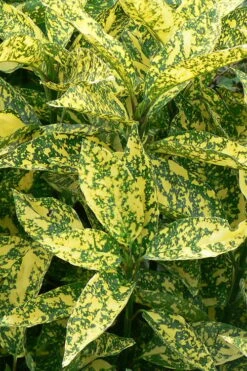 Marmorata Aucuba (Japanese Laurel) - 2.5 Gallon Pot