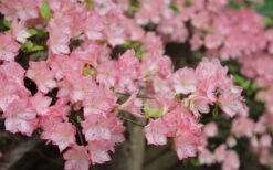 Amy Azalea - 3 Gallon Pot -Garden Plant Shop azalea amy 8