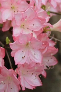 Amy Azalea - 3 Gallon Pot -Garden Plant Shop azalea amy 9