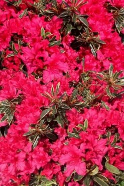 Arctic Rose Azalea - 3 Gallon Pot -Garden Plant Shop azalea arctic rose 3
