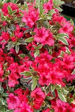 Arctic Rose Azalea - 3 Gallon Pot -Garden Plant Shop azalea arctic rose 5