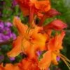 Red Pepper Aromi Azalea (Rhododendron Hybrid) - 3 Gallon Pot