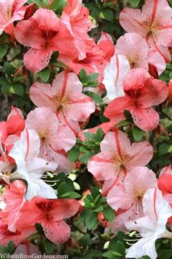 Astronaut Azalea - 1 Gallon Pot -Garden Plant Shop azalea astronaut 1 1