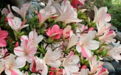 Astronaut Azalea - 2.5 Quart Pot -Garden Plant Shop azalea astronaut 3