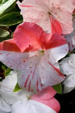 Astronaut Azalea - 2.5 Quart Pot -Garden Plant Shop azalea astronaut 4