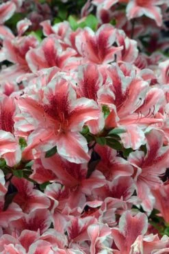 Ben Morrison Azalea - 3 Gallon Pot -Garden Plant Shop azalea ben morrison 1 1