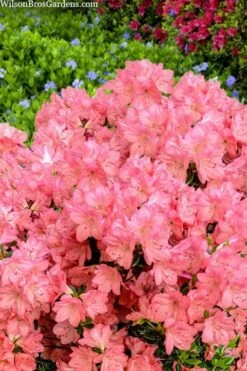 Blaauw's Pink Azalea - 3 Gallon Pot -Garden Plant Shop azalea blaauws pink 4