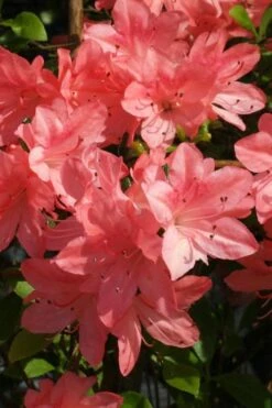 Blaauw's Pink Azalea - 3 Gallon Pot -Garden Plant Shop azalea blaauws pink 6
