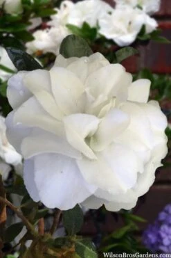 Snowball Bloom 'N Again Azalea - 2 Gallon Pot -Garden Plant Shop azalea bloom n again snowball 13