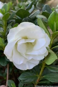 Snowball Bloom 'N Again Azalea - 2 Gallon Pot -Garden Plant Shop azalea bloom n again snowball 14