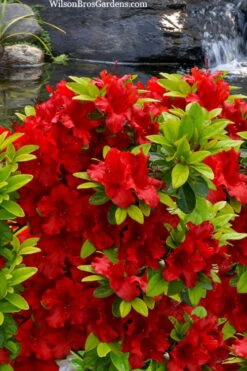 Buccaneer Red Azalea (Glenn Dale Hydrid) - 2 Gallon Pot -Garden Plant Shop azalea buccaneer 2