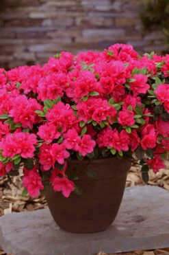 Canzonetta Azalea - 1 Gallon Pot -Garden Plant Shop azalea canzonetta 3