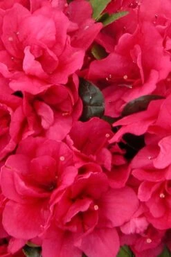 Canzonetta Azalea - 1 Gallon Pot -Garden Plant Shop azalea canzonetta 500x750 1