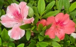 Lady Cavendish Azalea - 6 Pack Of 1 Gallon Pots -Garden Plant Shop azalea cavendish 2 1