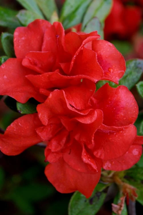 Autumn Embers Encore Azalea - 2 Gallon 1 Autumn Embers Encore Azalea - 2 Gallon