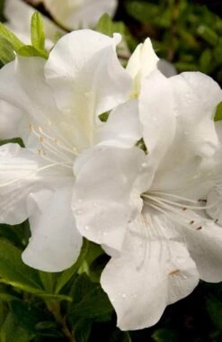 Autumn Ivory Encore Azalea - 3 Gallon Pot