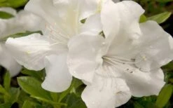 Autumn Ivory Encore Azalea - 1 Gallon Pot -Garden Plant Shop azalea encore autumn ivory 20 1