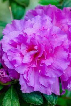 Autumn Majesty Encore Azalea - 3 Gallon Pot 10 Autumn Majesty Encore Azalea - 3 Gallon Pot -Garden Plant Shop azalea encore autumn majesty 12 1