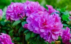 Autumn Majesty Encore Azalea - 3 Gallon Pot 9 Autumn Majesty Encore Azalea - 3 Gallon Pot -Garden Plant Shop azalea encore autumn majesty 13 1