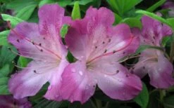 Fawn Azalea - 2 Gallon Pot -Garden Plant Shop azalea fawn 2