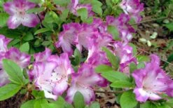 Fawn Azalea - 2 Gallon Pot -Garden Plant Shop azalea fawn 7