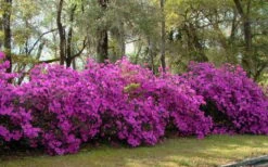 Formosa Southern Indica Azalea - 7 Gallon Pot -Garden Plant Shop azalea formosa hedge 1